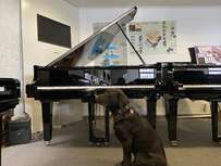 Yamaha C2X Chrome – SH2 Silent von 2016 in Schwarz poliert