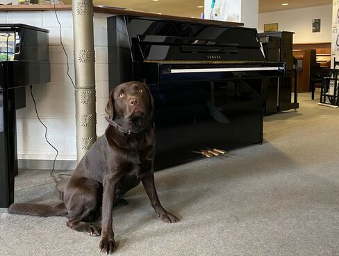 Yamaha b1 PE von 2008 in Schwarz poliert