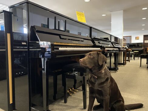 Yamaha b3e PE von 2019 in Schwarz poliert