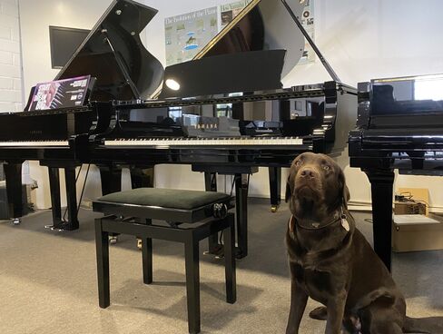 Yamaha C3XSH von 2018 in Schwarz poliert